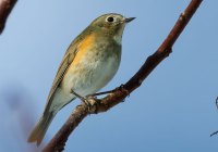 ER7_0214-topaz-2-1200