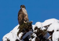 ER7_0318-topaz-2-1200