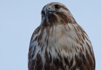 ER7_0662-topaz-2-1200