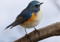 ER7_0751-topaz-2-1200