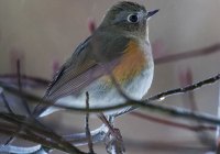 ER7_0863-topaz-2-1200