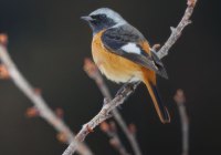 ER7_2377-topaz-2-1200
