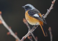 ER7_2377-topaz-2