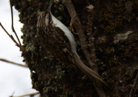 ER7_4754-2_1200