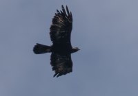 ER7_8087-1200