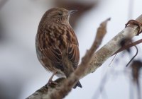 ER7_9353-Enhanced-NR1200