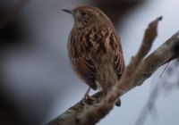 ER7_9387-Enhanced-NR1200