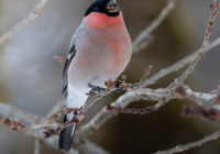 ER7_64005_1200