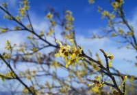 20100410_Kasakurayama01
