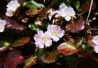 20100509_hakkaisan-yakushi006