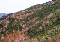 20100522_ebishudaikoku001