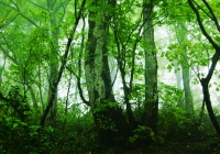 20100530_asakusadake001