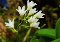 20100530_asakusadake004