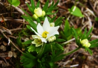 20100530_asakusadake009