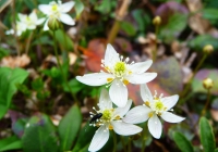 20100530_asakusadake012