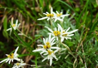 20100620_tanigawadake002