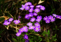 20100620_tanigawadake005