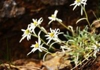 20100620_tanigawadake006