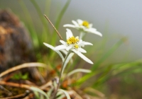 20100620_tanigawadake008