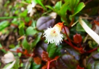 20100620_tanigawadake016