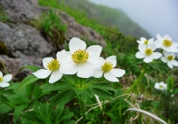 20100620_tanigawadake017
