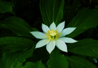 20100718_shiroumadake002