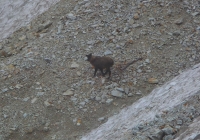 20100718_shiroumadake026