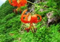 20100801_arasawadake004
