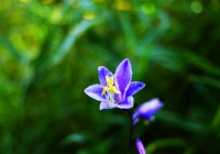 20100822_oze&hiuchigatake006