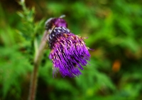 20100822_oze&hiuchigatake015