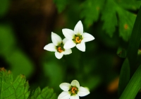 20100822_oze&hiuchigatake017