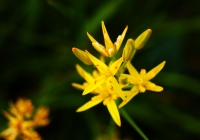 20100822_oze&hiuchigatake019