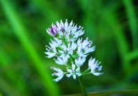 20100911_makihatayama004