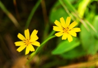 20100911_makihatayama014