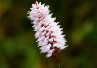 20100926_nakanodake011