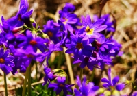 2010612_makihata009