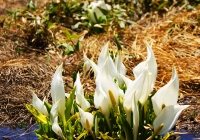 2010612_makihata010