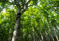 2010612_makihata014