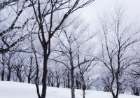 20110403_makihatayama01