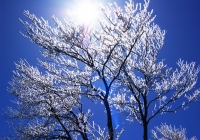 20110417_hakkaisan003