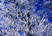 20110417_hakkaisan006