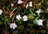 20110514_hakkaisan015