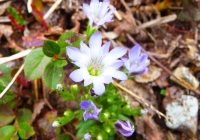 20110605_hakkaisan005