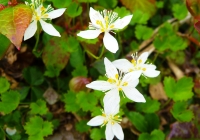 20110605_hakkaisan006