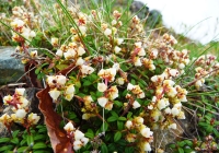 20110605_hakkaisan009