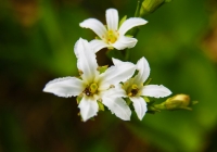 20110709_asakusadake002
