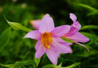 20110709_asakusadake003
