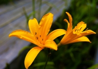 20110724_oze005