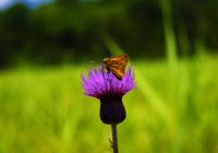 20110724_oze007