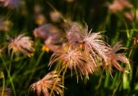 20110724_oze017